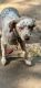 Australian Shepherd Puppies for sale in Baxter, MN, USA. price: NA