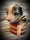 Australian Shepherd Puppies for sale in Salem, AR 72576, USA. price: NA