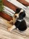Australian Shepherd Puppies for sale in Salem, AR 72576, USA. price: $800