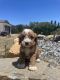 Australian Shepherd Puppies for sale in Auburn, CA, USA. price: $2,500