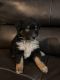 Australian Shepherd Puppies for sale in Lakeland, FL, USA. price: NA