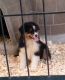 Australian Shepherd Puppies for sale in Florala, AL 36442, USA. price: $400