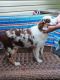 Australian Shepherd Puppies for sale in Ocala, FL, USA. price: $750