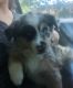 Australian Shepherd Puppies for sale in Henderson, NC, USA. price: NA