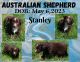 Australian Shepherd Puppies for sale in Ontario, OR 97914, USA. price: $500