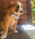 Australian Shepherd Puppies for sale in Bend, OR, USA. price: NA