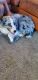 Australian Shepherd Puppies for sale in Omaha, NE, USA. price: $750