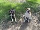 Australian Shepherd Puppies for sale in Sherwood, AR, USA. price: NA
