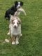 Australian Shepherd Puppies for sale in Loveland, CO, USA. price: $200