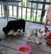 Australian Shepherd Puppies for sale in Deatsville, AL 36022, USA. price: $400