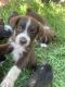Australian Shepherd Puppies for sale in Shawnee, OK, USA. price: $450