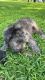 Australian Shepherd Puppies for sale in 809 Cedar St, Riverton, NJ 08077, USA. price: NA