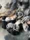 Australian Shepherd Puppies for sale in Auburn, WA 98002, USA. price: $1,000