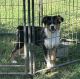 Australian Shepherd Puppies for sale in Ethridge, TN 38456, USA. price: NA