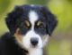 Australian Shepherd Puppies for sale in Redding, CA, USA. price: NA