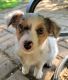 Australian Shepherd Puppies for sale in Holton, MI 49425, USA. price: $300