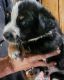 Australian Shepherd Puppies for sale in Rockford, IA 50468, USA. price: NA