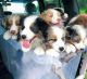 Australian Shepherd Puppies for sale in Los Angeles, CA, USA. price: $560