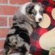 Australian Shepherd Puppies for sale in Paris, TX 75462, USA. price: $500