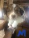 Australian Shepherd Puppies for sale in Green Bay, WI, USA. price: NA