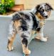 Australian Shepherd Puppies for sale in Arkansas City, KS 67005, USA. price: NA