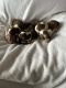 Australian Shepherd Puppies for sale in Main St & S High St, Wailuku, HI 96793, USA. price: NA