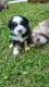 Australian Shepherd Puppies for sale in Danbury, CT 06810, USA. price: NA