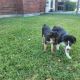 Australian Shepherd Puppies for sale in Terrell, TX, USA. price: $350