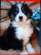 Australian Shepherd Puppies for sale in 7711A Beverly Blvd, Everett, WA 98203, USA. price: $800