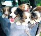 Australian Shepherd Puppies for sale in New Orleans, LA, USA. price: $600
