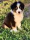 Australian Shepherd Puppies for sale in Oneonta, NY 13820, USA. price: NA