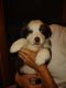 Australian Shepherd Puppies for sale in Port Barre, LA 70577, USA. price: $800