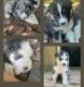 Australian Shepherd Puppies for sale in Mt Airy, NC 27030, USA. price: NA