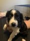 Australian Shepherd Puppies for sale in Albany, NY, USA. price: NA