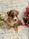 Australian Shepherd Puppies for sale in 18101 Co Rd 16, Springfield, MN 56087, USA. price: $1,600