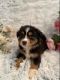 Australian Shepherd Puppies for sale in 18101 Co Rd 16, Springfield, MN 56087, USA. price: $600