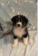 Australian Shepherd Puppies for sale in 18101 Co Rd 16, Springfield, MN 56087, USA. price: $600