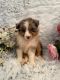 Australian Shepherd Puppies for sale in 18101 Co Rd 16, Springfield, MN 56087, USA. price: $1,000