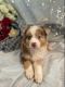 Australian Shepherd Puppies for sale in 18101 Co Rd 16, Springfield, MN 56087, USA. price: $1,100