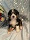 Australian Shepherd Puppies for sale in 18101 Co Rd 16, Springfield, MN 56087, USA. price: $700