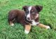 Australian Shepherd Puppies for sale in WEBBS CRS RDS, KY 42642, USA. price: $250