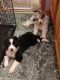 Australian Shepherd Puppies for sale in Princeton, WV 24740, USA. price: $650
