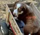 Australian Shepherd Puppies for sale in Forsyth, MT 59327, USA. price: $875