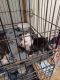 Australian Shepherd Puppies for sale in Blum, TX 76627, USA. price: $400