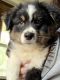 Australian Shepherd Puppies for sale in Nicktown, PA 15762, USA. price: $350
