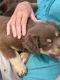 Australian Shepherd Puppies for sale in Kenyon, MN 55946, USA. price: $700