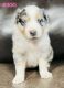 Australian Shepherd Puppies for sale in Sulphur, OK 73086, USA. price: $1,500