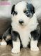 Australian Shepherd Puppies for sale in Sulphur, OK 73086, USA. price: $900