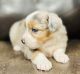 Australian Shepherd Puppies for sale in Sulphur, OK 73086, USA. price: $1,500