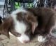Australian Shepherd Puppies for sale in Terrell, TX, USA. price: $750